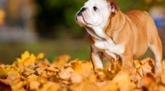 Angleški bulldog (foto): angleški z aristokratskim značajem